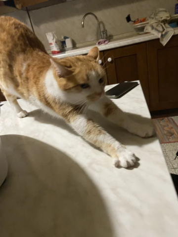 Micina stretches while making sure Simba isn't being sneaky