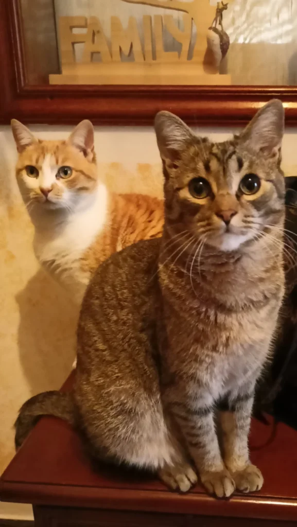 Simba e Micina mentre osservano "l'ovetto dell'amicizia" di Cesarina mostrato da Davide