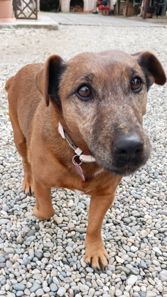 Foto della cagnolina Joy
