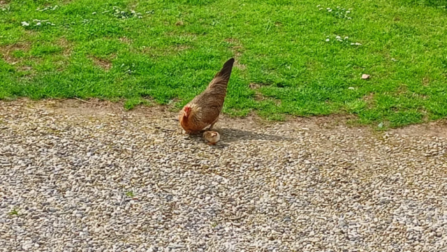Pulzina e la mamma esplorano assieme il giardino