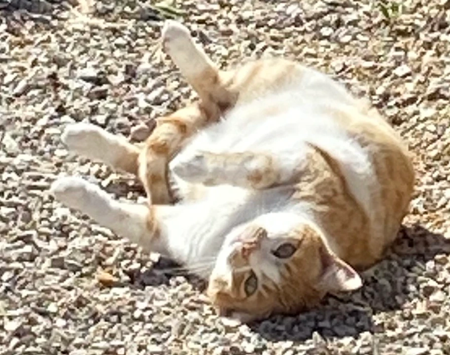 Micina, una gatta tabby, si rilassa al sole su un terreno ghiaioso a Barcis