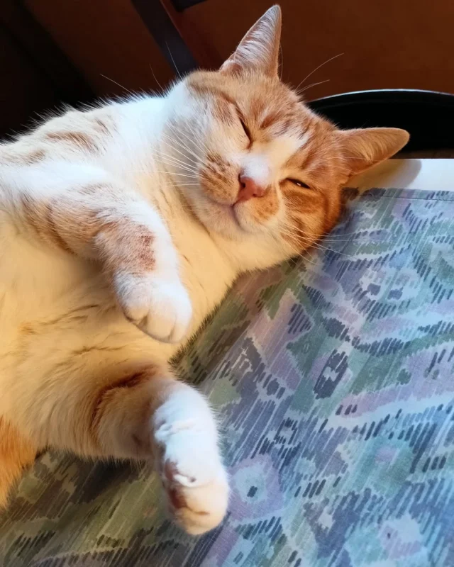 Che sonno, amici 💤💤💤

#MicinaOnTheRoad #nanna #gattichedormono