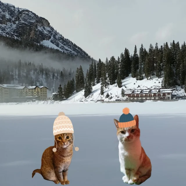 Miao, miao! Sono Micina 😺. Oggi vi racconto la mia avventura a Comelico con Simba, Davide e Giulia: laghi ghiacciati, neve soffice e tantissimo divertimento! ❄️🏔️✨ Un viaggio da non perdere! 🌟

@igpic__veneto @gatti_del_web @cats_of_instagram 

 #micinaontheroad #travelcat #micina #avventureconilgatto #catloverstravel #gattoinviaggio #comelico #dolomiti #lagodimisurina #lagodisantanna #padola #sentierodellamusica #veneto #misurina #italia #italiadascoprire #montagna #viaggiinitalia #vacanzeinmontagna #belluno #dolomitibellunesi #vitadagatto #gatti #gattini #viaggi #viaggio #storiediviaggio #blog