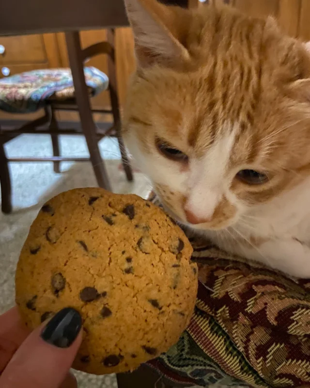 🐾 Cosa sta combinando Micina? 🐾
Sta esplorando il delizioso mondo dei cookies! 🍪
Curiosi di sapere di più? Scoprite tutta la storia e unitevi a noi per un'avventura in cucina!

🌟Link in bio 🌟

#MicinaInCucina #BiscottiGolosi #FamilyTime #MicinaOnTheRoad #Cookies