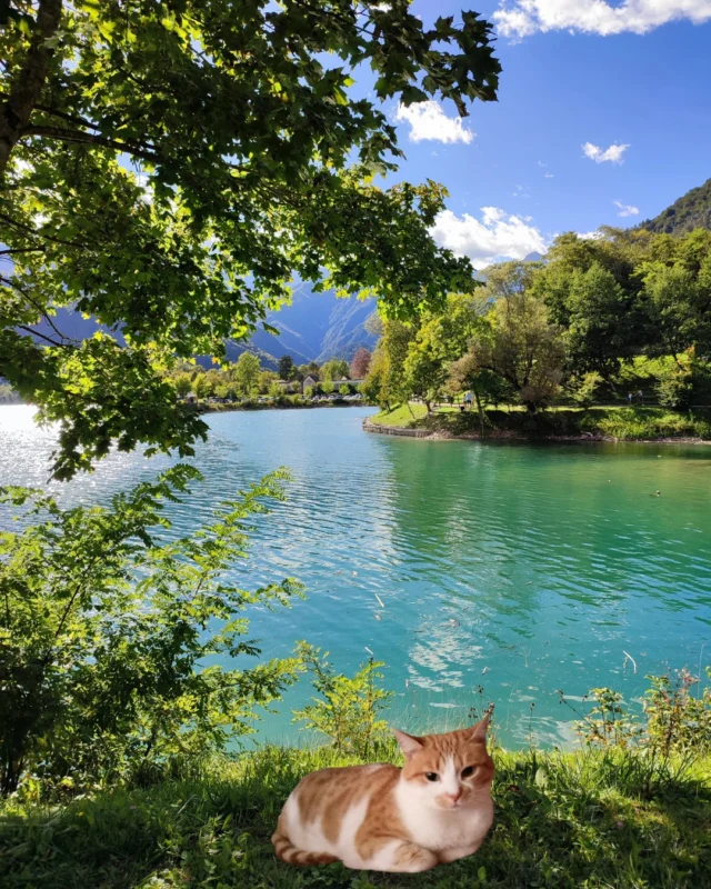 Alla scoperta del Lago di Barcis con Micina! 🏞️😸

Unisciti a Micina, la gattina globetrotter, in un'avventura mozzafiato al Lago di Barcis, in Friuli-Venezia Giulia. 🌲🌄 Esplora la bellezza cristallina del lago, percorri i sentieri immersi nella natura e scopri le delizie culinarie locali. 🍽️ Perfetto per una giornata di relax, picnic e divertimento per grandi e piccini! 😻

Link in bio.

#Avventura #Viaggi #LagoDiBarcis #FriuliVeneziaGiulia #Natura #Picnic #Relax #Esplorazione #Italia #Montagna #Viaggiare #Turismo #ViaggioInFamiglia #GattoEsploratore