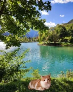 Alla scoperta del Lago di Barcis con Micina! 🏞️😸

Unisciti a Micina, la gattina globetrotter, in un'avventura mozzafiato al Lago di Barcis, in Friuli-Venezia Giulia. 🌲🌄 Esplora la bellezza cristallina del lago, percorri i sentieri immersi nella natura e scopri le delizie culinarie locali. 🍽️ Perfetto per una giornata di relax, picnic e divertimento per grandi e piccini! 😻

Link in bio.

#Avventura #Viaggi #LagoDiBarcis #FriuliVeneziaGiulia #Natura #Picnic #Relax #Esplorazione #Italia #Montagna #Viaggiare #Turismo #ViaggioInFamiglia #GattoEsploratore