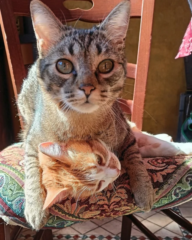 🐾 Cosa sta combinando Simba? 🐾
La sua dolcezza è incontenibile!
Non perdere le nostre ultime avventure feline. 🌟

Scopri di più cliccando al link in bio!

💛 #MicinaOnTheRoad #Simba #AvventureFeline #AmoreADueZampe #Cutecats #Kitten #Micina
