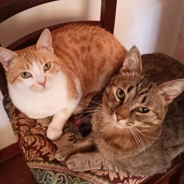 Un po' di #relax con #Simba

#micinaontheroad #gattini #gatti #cutecats