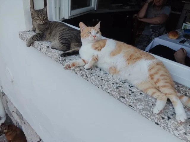 Io, Simba e Joy (nell'angolo in basso a sinistra) ci prendiamo un po' di arietta fresca 🥰🥰