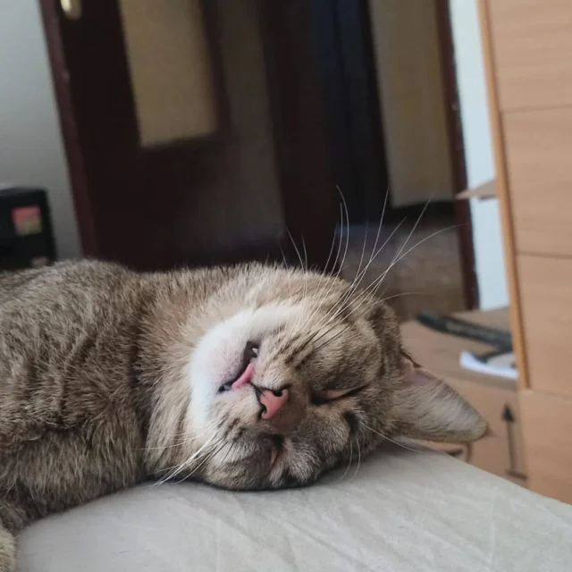 A caldi estremi....
... estremi pisolini

#micinaontheroad #simba #cutecats #sleepingcats

@cats_of_instagram
