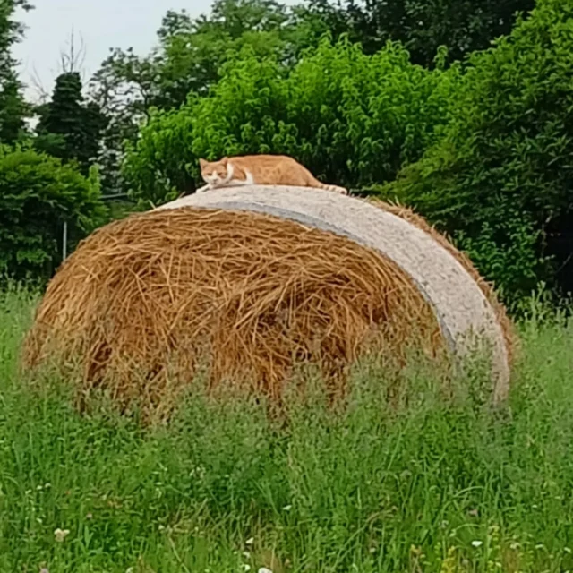 Ogni tanto mi piace rilassarmi sul fieno 🥰🥰😴😴

#micinaontheroad #micina #VitaDaGatto #vitadamicina #campagna #natura