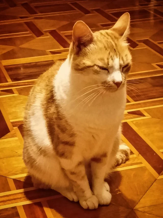 Yawn, ragazzi, queste giornate estive mi distruggono, sono proprio stanca 😪😪😴😴

#MicinaOnTheRoad #Micina #Sleepingcats #gattichedormono #cutecats #summervibes
#estate #nanna

Anche voi siete stanchi come me?